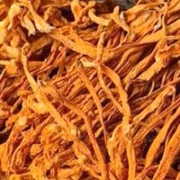 Cordyceps militaris